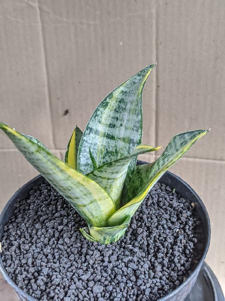 106.HYBRID MARGA var 
