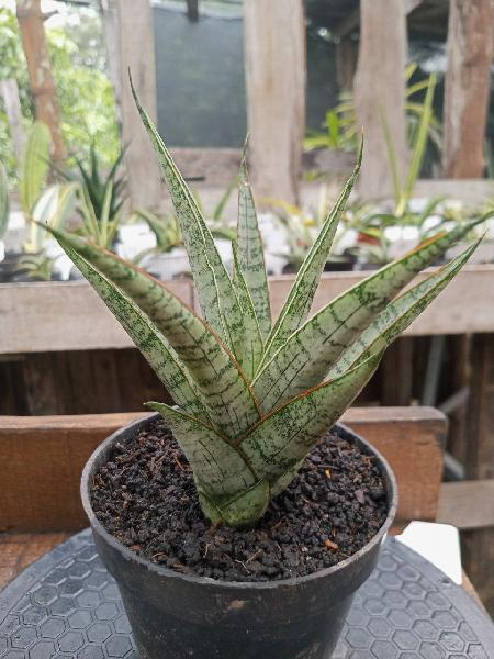 70. Hybrid Silver