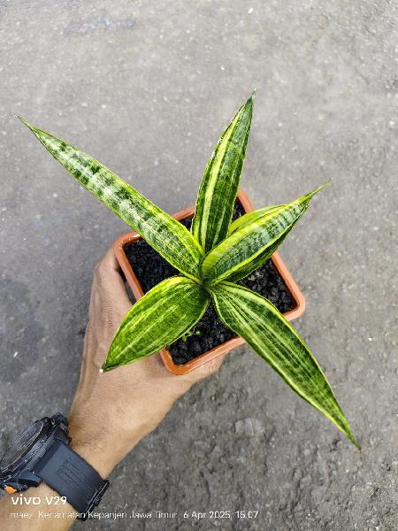 1.Hibrid harari