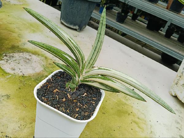 177. Blueclone Var White 