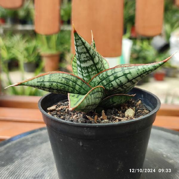 No. 14 Sansevieria hybrid Kaisar