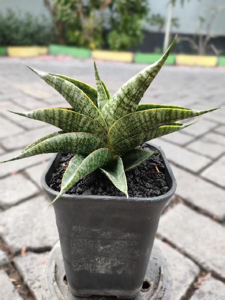 04. Hybrid Sindoro