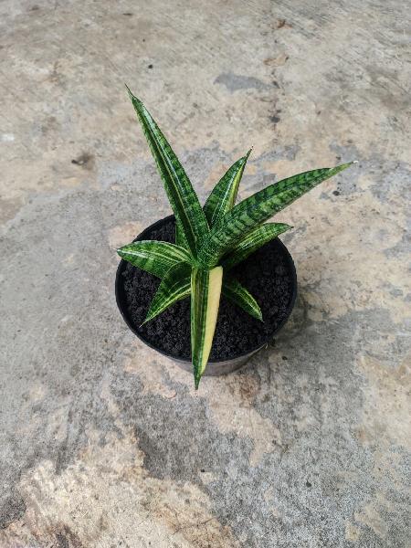 31. Hybrid Marsha Anjani Varigated