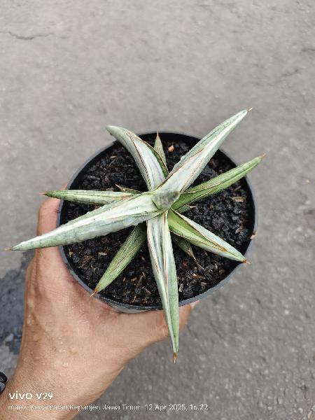 27.silver clone varigata white