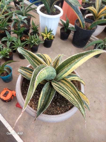 7. R 1734  ZIMBABWE   var  