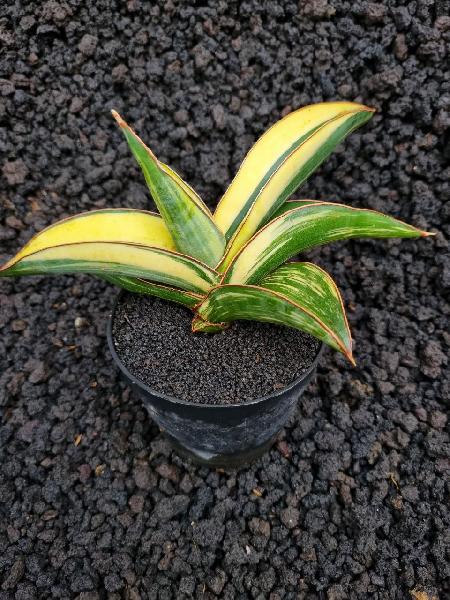 No.132 Robusta yellow Var