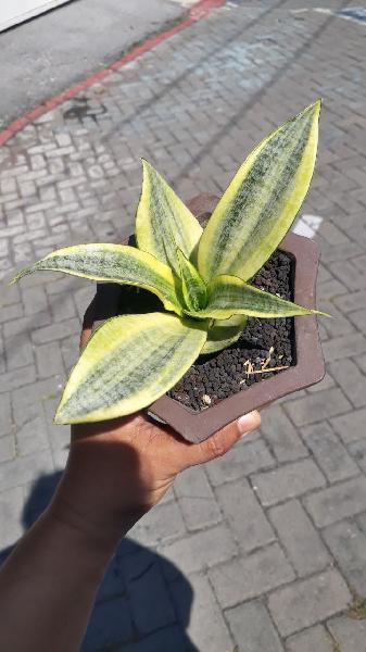 12. Marga VARIEGATED 