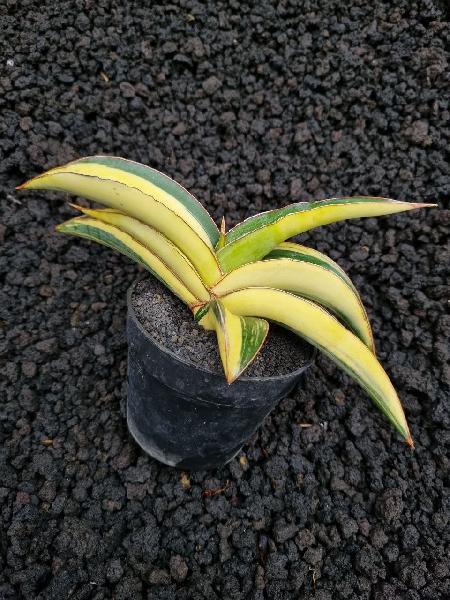 No.130 Robusta yellow Var Span 24cm