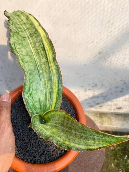 52. DRAGON JADE VARIGATA