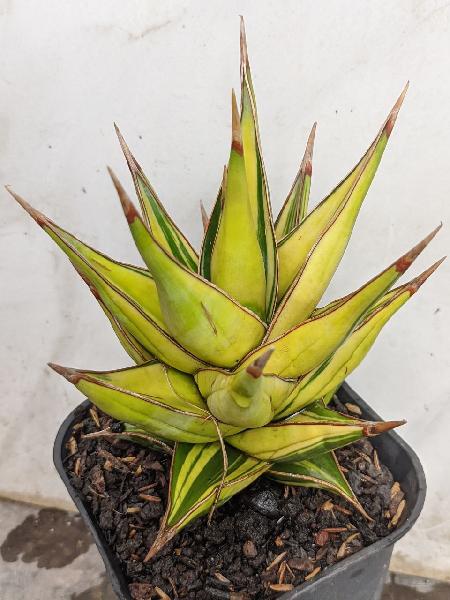 126.PINGUICULA var
