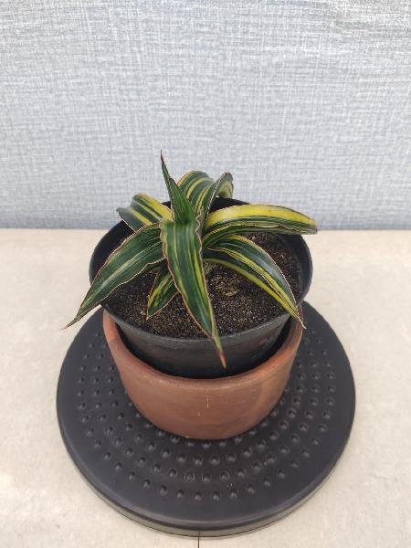 08.Dark green clone Varigata striata