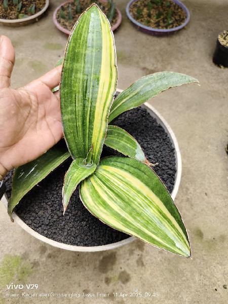 24.giant bat/R979 good varigata