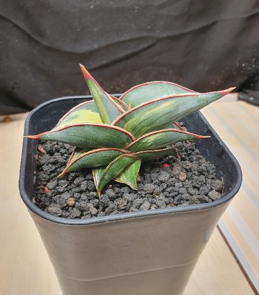 4. Rorida Variegata Jreng 