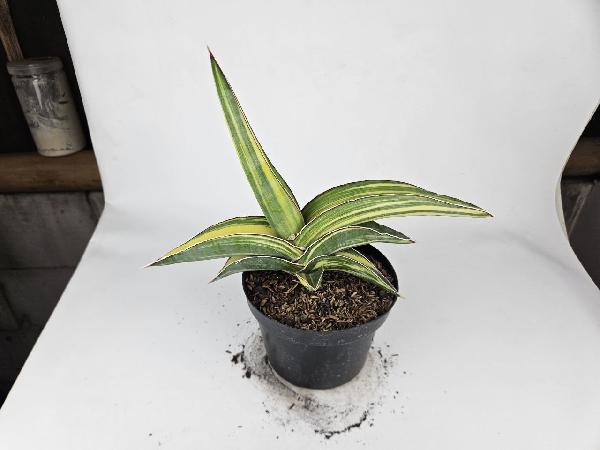 13. S. Robusta Dwarf Yellow Variegated