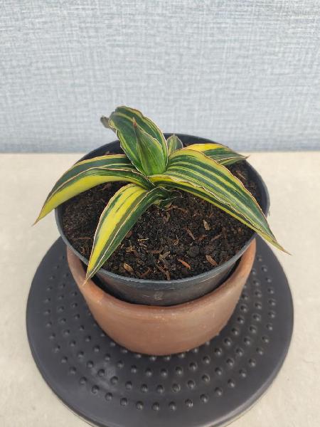 14.Dark green clone Varigata roset
