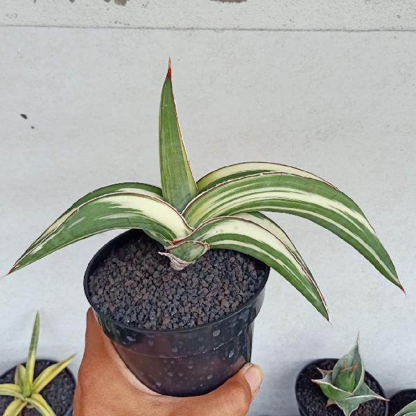 081.ROBUSTA WHITE V 