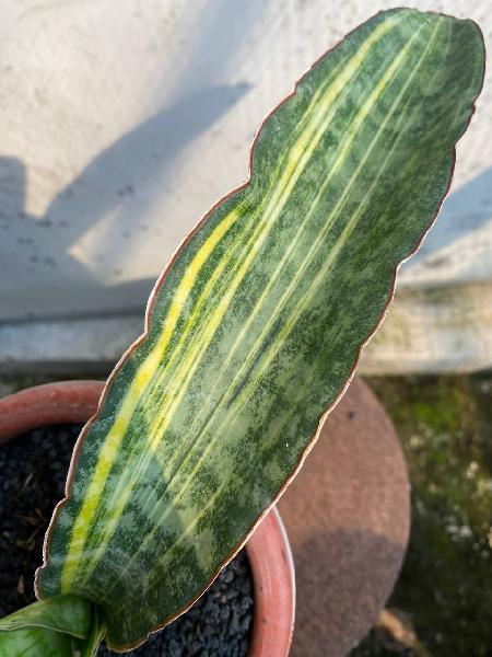 58. DRAGON JADE VARIGATA