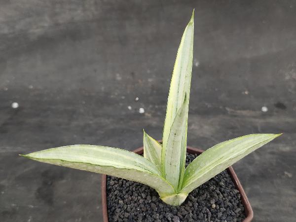 196. HYBRID KASIH variegated (rare)