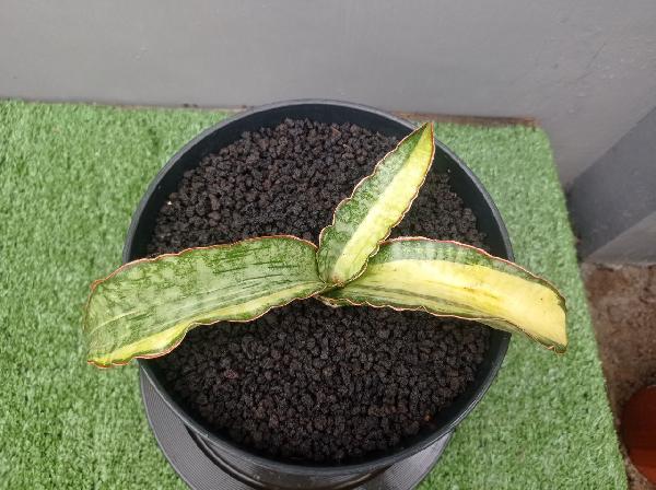 104. S. Dragon Jade var.
