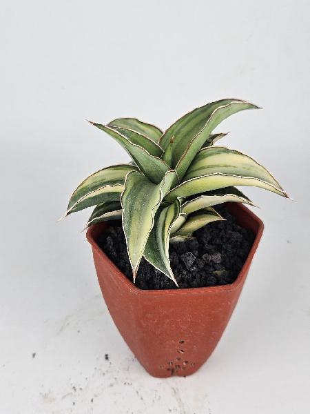 3. S. Blue Leaf White Variegated