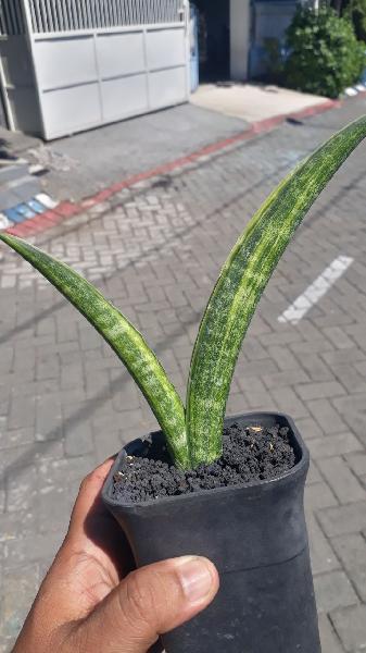 74. Cassanova variegated 