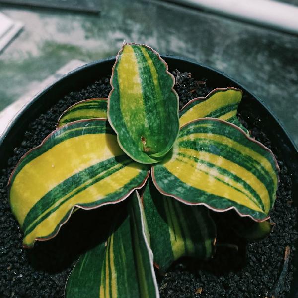 060.MACROPHYLLA V