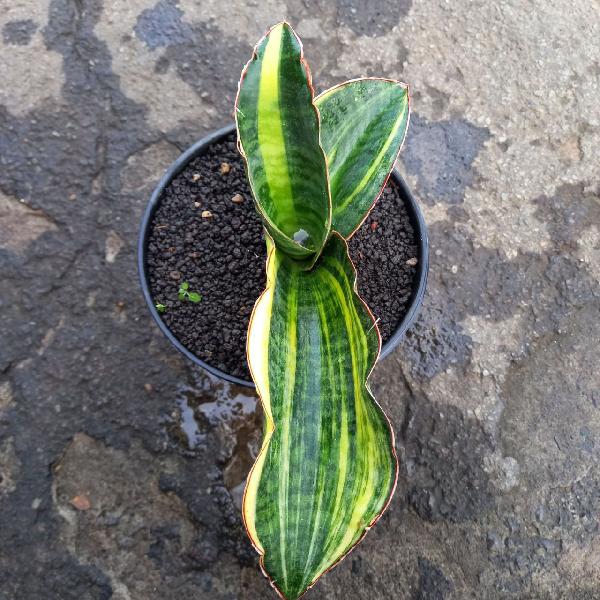 14. MASON BOWL VARIGATA