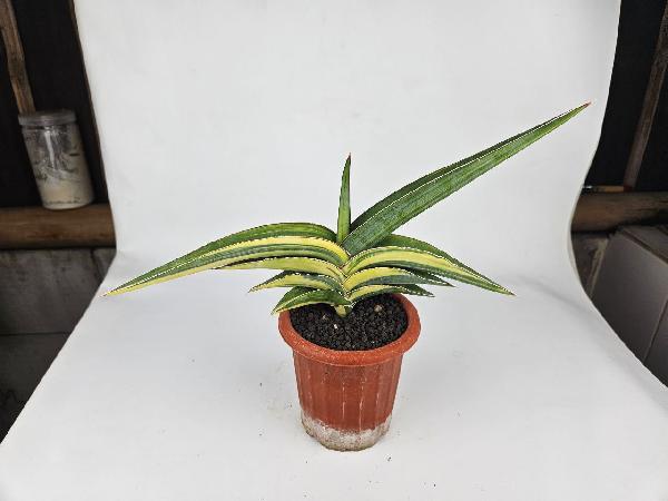 5. S. Perotii Variegated