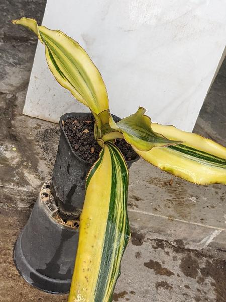 120.SUPER CLONE var
