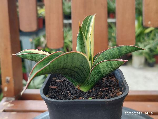 No. 16 Sansevieria hybrid 