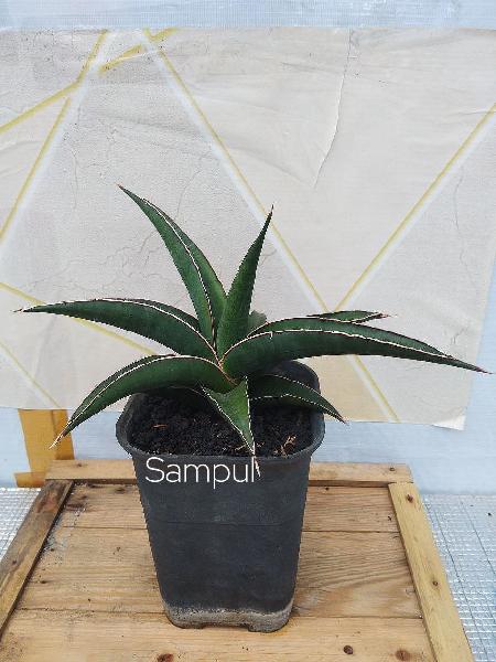 29. Hybrid "SANGGAU" RARE