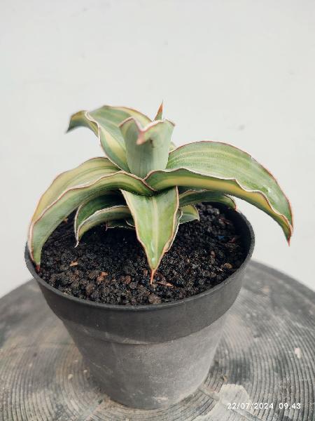 9. Blue leaf variegata