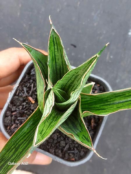 48. Hybrid LANDAK  . Rare