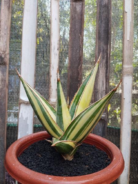 17. S. Pinguicula
