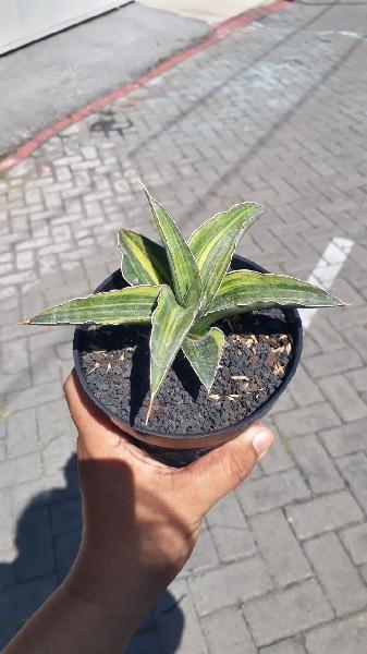 13. Bluekew VARIEGATED 