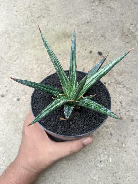 20. All Night Star White Variegated