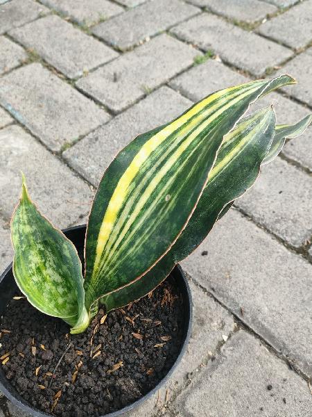 47. Macrophylla var