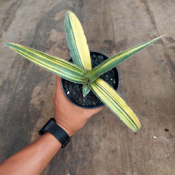 03.HYBRID PINGTOM VARIGATA