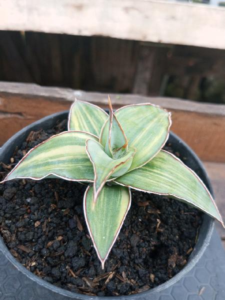 90. Blue Leaf