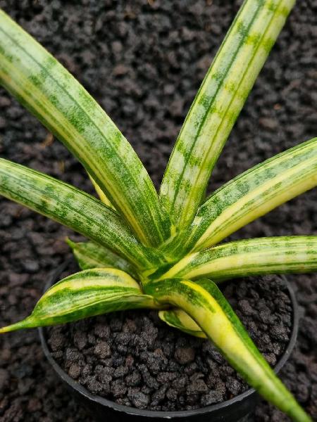 Cylindrica Boncel variegata