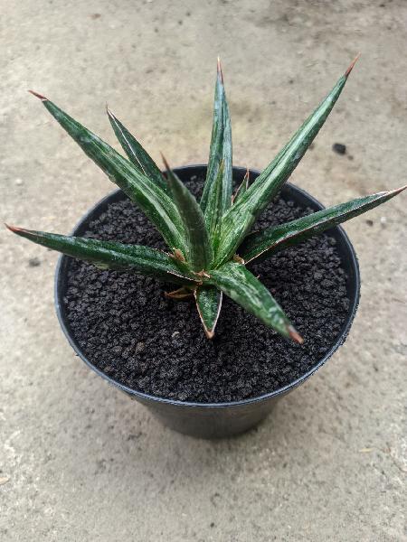 21. All Night Star White Variegated