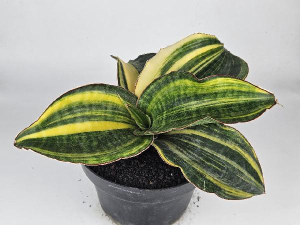 9. S. Mason Bowl Variegated