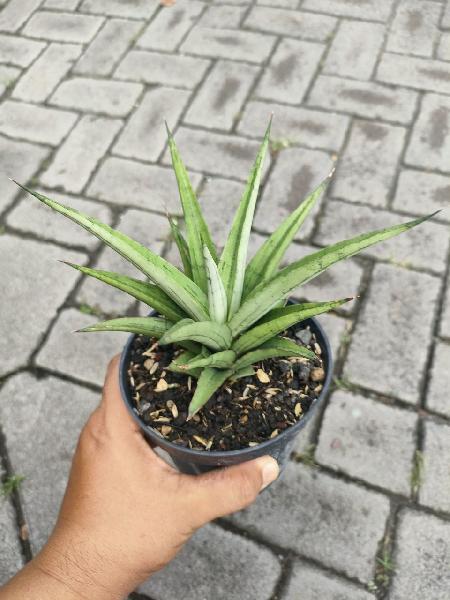36. Hibrid Sayang