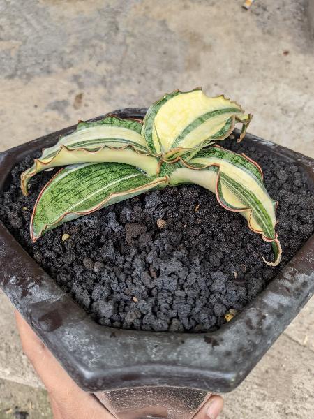 16. Silver Blue Variegated (Three colors) 