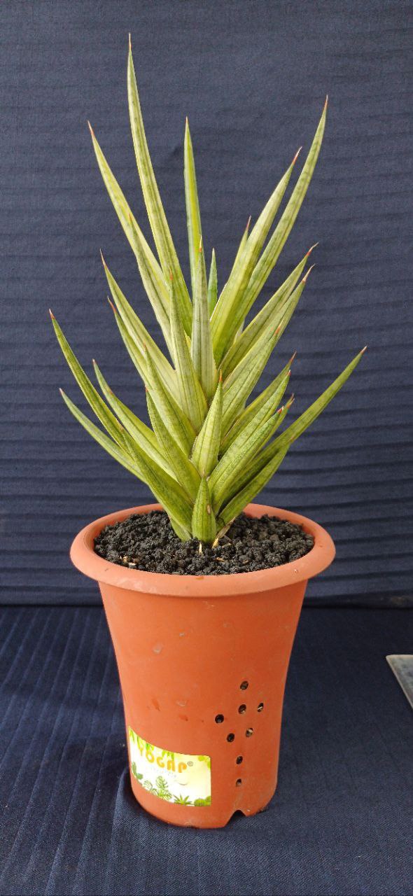 28. Francisii var 
