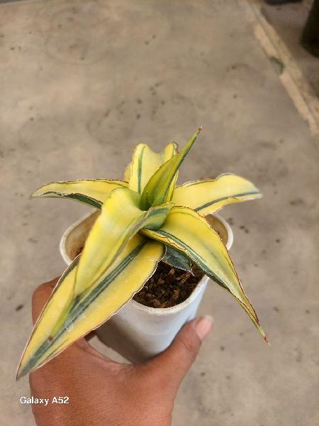 6. Hybrid ganesha   var  