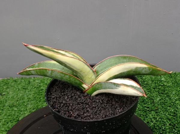 161. S. Robusta white var.