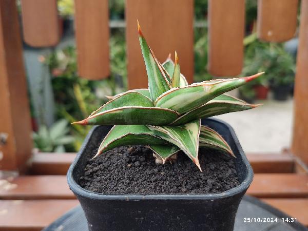 No. 19 Sansevieria kimayo variegata white