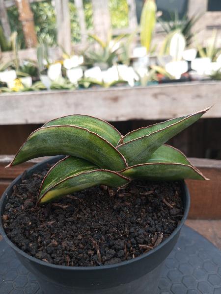 96. Robusta