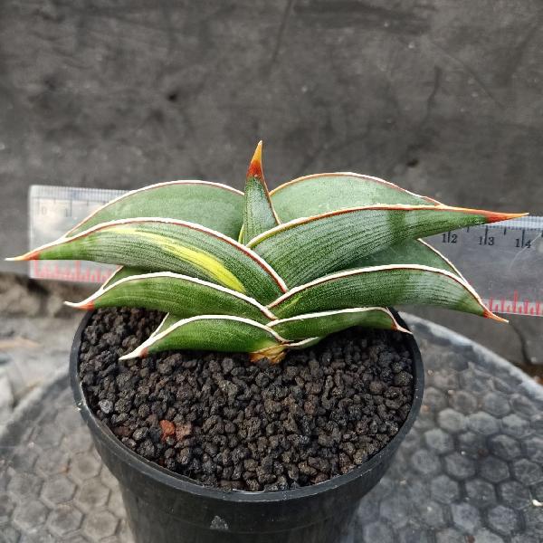 065.RORIDA VARIEGATED 